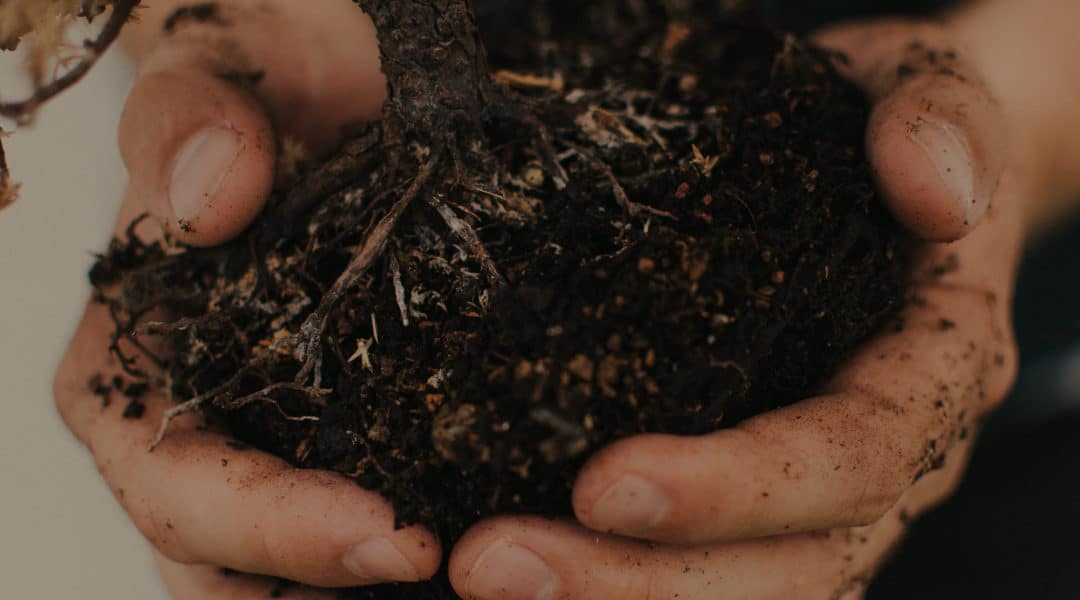 How to Tell When It’s Time to Refresh Your Soil