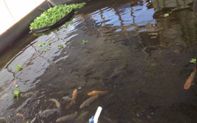 Huntington Beach High School Garden (and Fishpond) Are Thriving