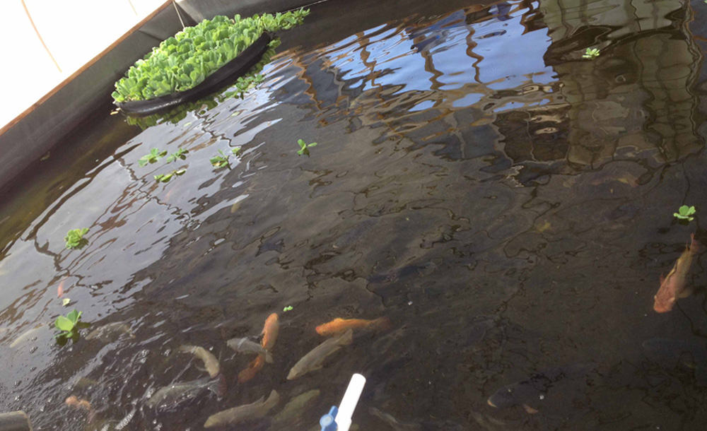 Huntington Beach High School Garden (and Fishpond) Are Thriving