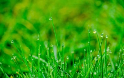 Fall is Here! Time to Rejuvenate Your Lawn