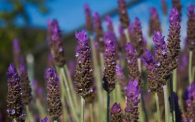 Create A Fall Garden Full Of Color