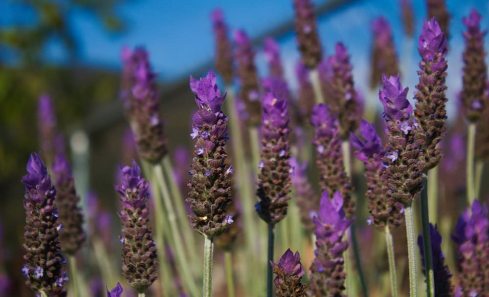 lavender-flowers-trimmed - Agromin