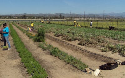 Volunteers Grow Vegetables At Senior Nutrition Garden