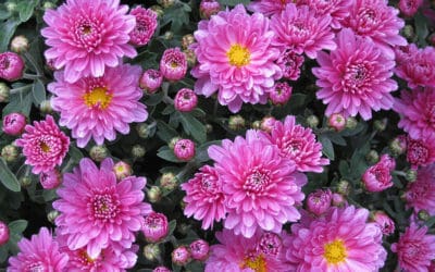 Cooler November Weather Creates Gardening Opportunities