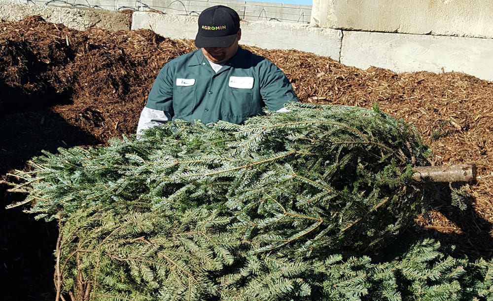 Drop Off Your Christmas Tree At Agromin, Get Free Potting Mix