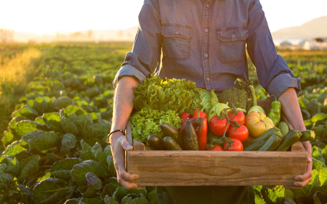 Best Vegetables to Plant in Summer