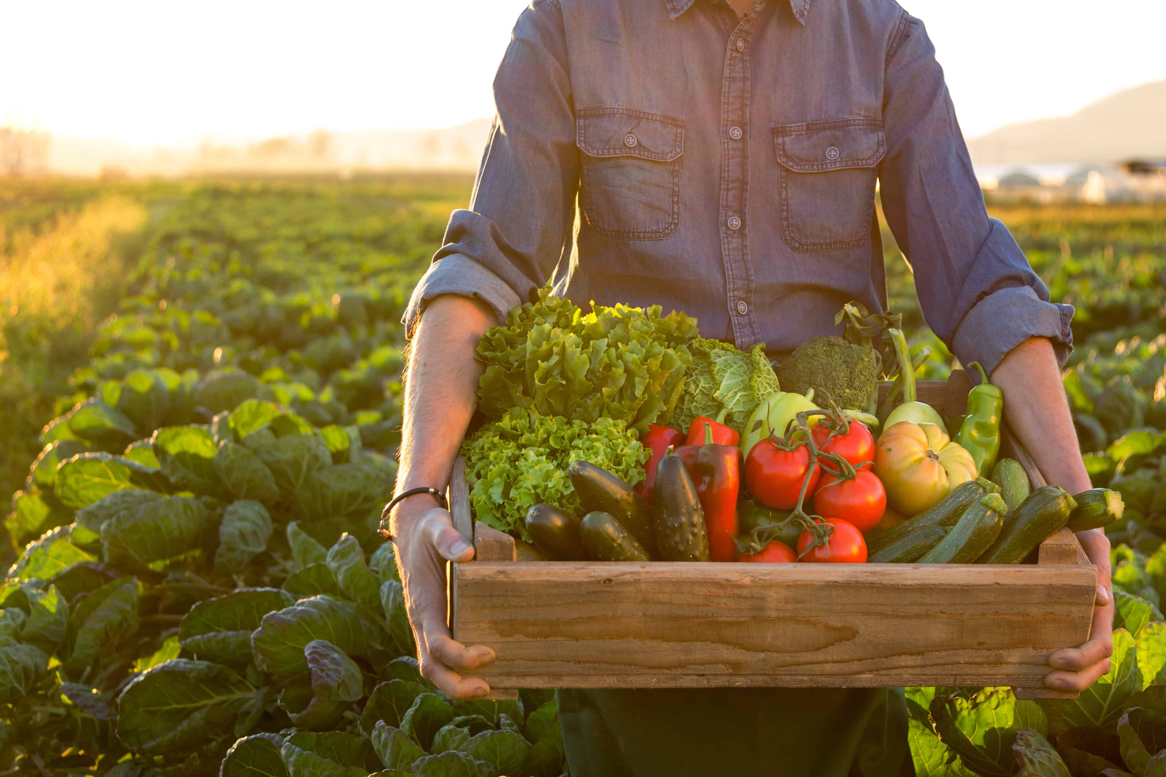 Organic veg plant food