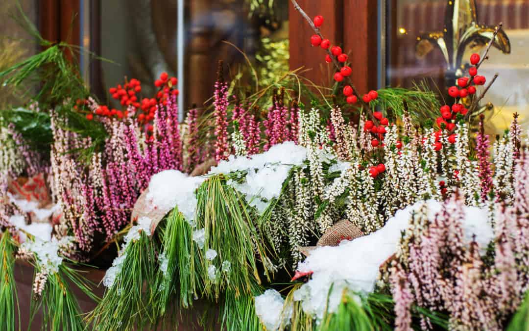 How to Keep Your Garden Healthy During the Holidays