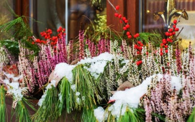 How to Keep Your Garden Healthy During the Holidays