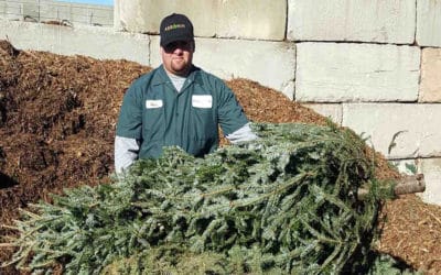 Drop Off Your Christmas Tree At Agromin, Get Free Potting Mix