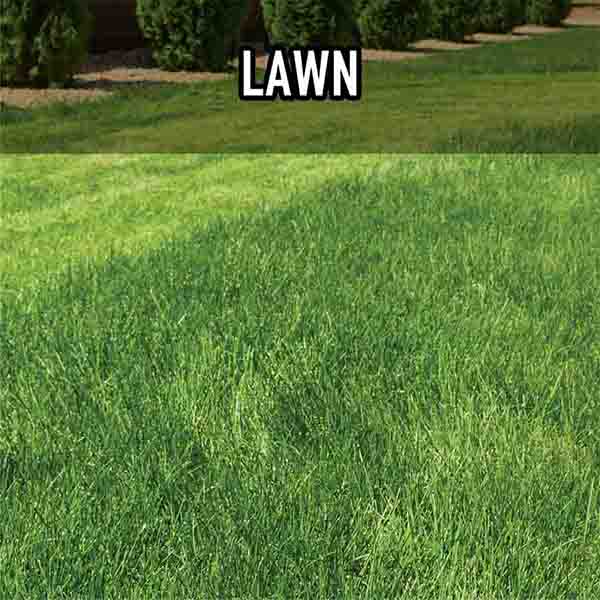 lawn