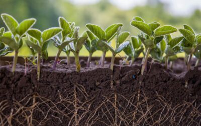 City-Agromin Partnerships in Northern and Southern California