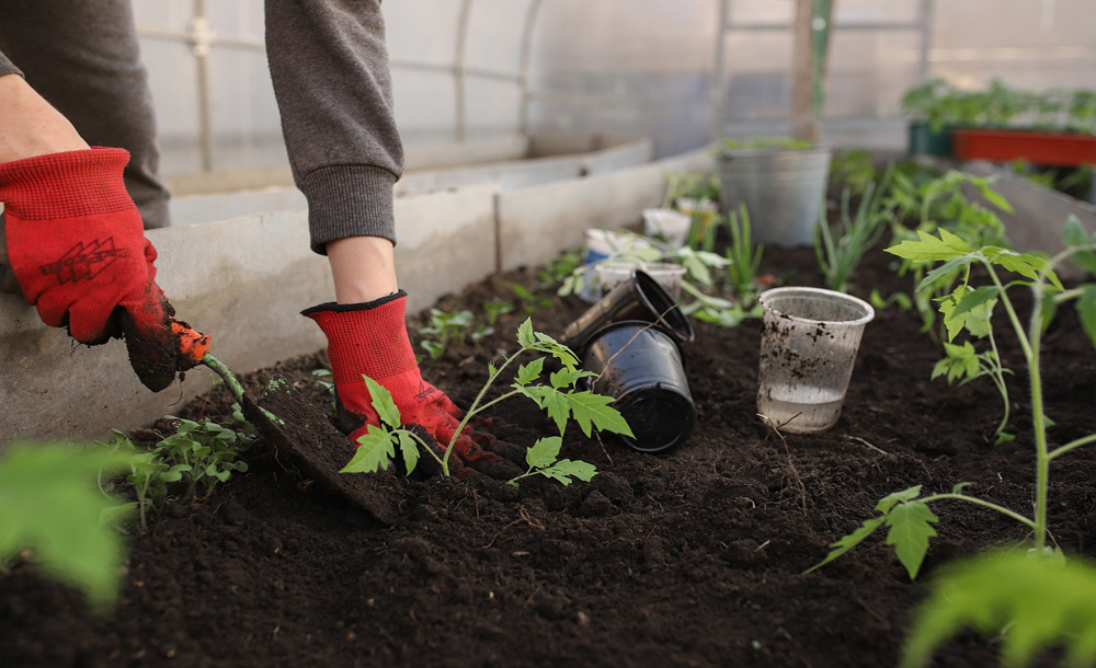 Garden planting