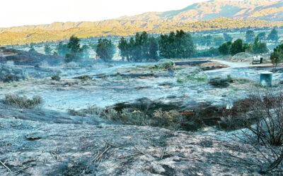 How To Revitalize Your Soil and Landscape After A Fire