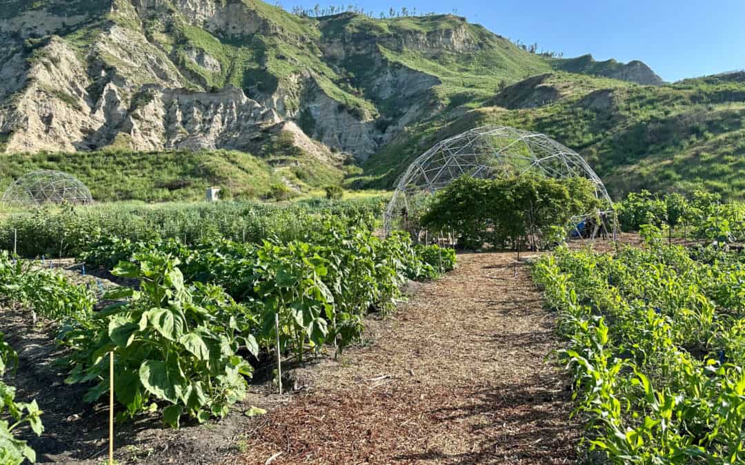 Compost Restores Fire-Scarred Community Garden – BioCycle
