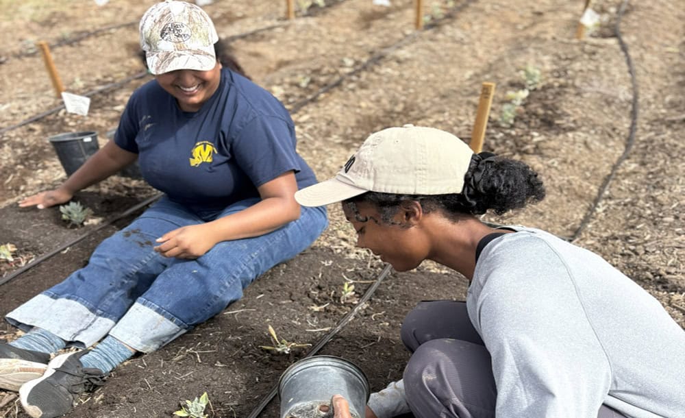 Compost plot UC Merced website